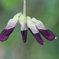 Mucuna pruriens var. pruriens (L.) DC.